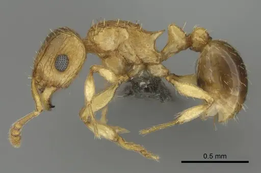 Tetramorium frigidum specimen CASENT0253042 image casent0253042_3