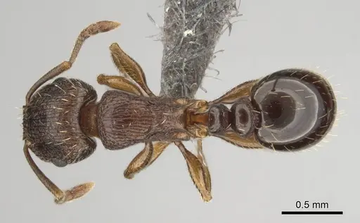 Tetramorium frigidum specimen CASENT0256348 image casent0256348_1