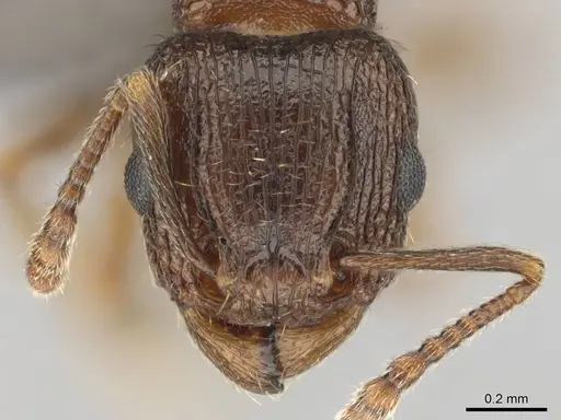 Tetramorium frigidum specimen CASENT0256348 image casent0256348_2