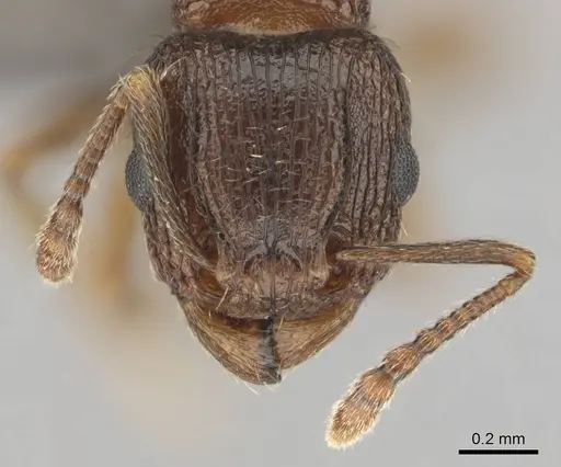 Tetramorium frigidum specimen CASENT0256348 image casent0256348_3
