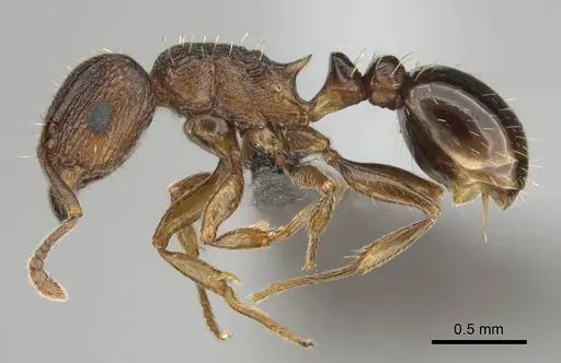 Tetramorium frigidum specimen CASENT0256348 image casent0256348_4
