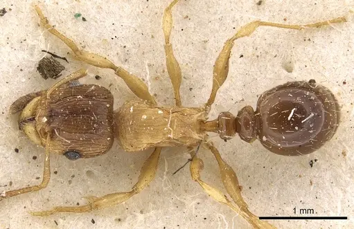 Tetramorium frigidum specimen CASENT0901124 image casent0901124_1