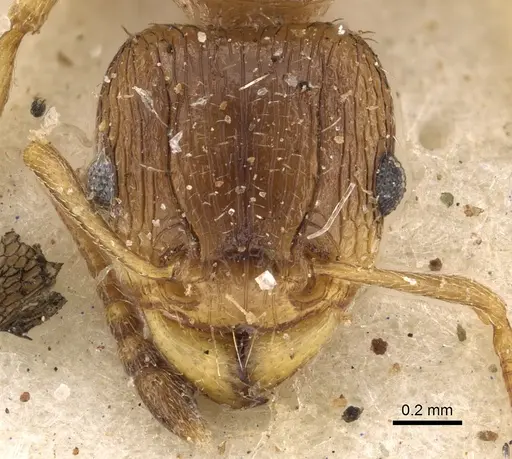 Tetramorium frigidum specimen CASENT0901124 image casent0901124_2