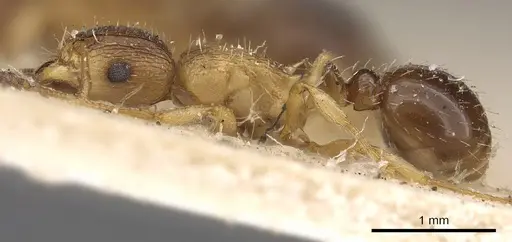 Tetramorium frigidum specimen CASENT0901124 image casent0901124_3