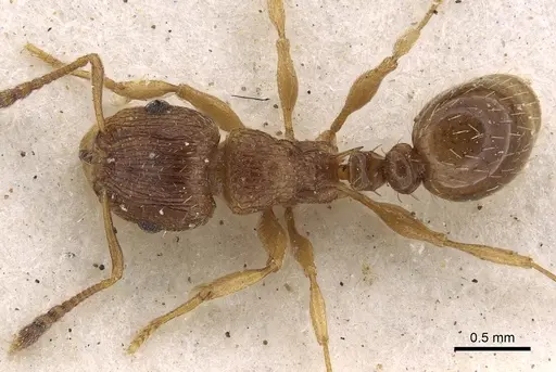 Tetramorium frigidum specimen CASENT0901125 image casent0901125_1