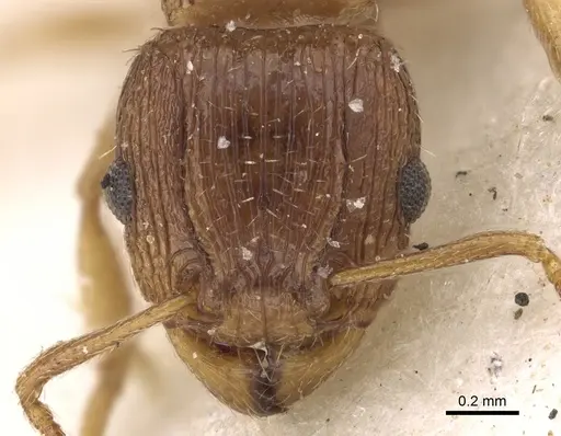 Tetramorium frigidum specimen CASENT0901125 image casent0901125_2