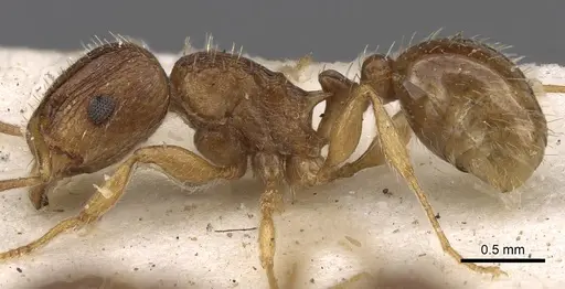 Tetramorium frigidum specimen CASENT0901125 image casent0901125_3