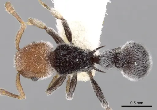 Tetramorium fulviceps specimen CASENT0280878 image casent0280878_1