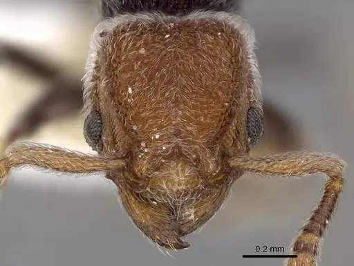 Tetramorium fulviceps specimen CASENT0280878 image casent0280878_2