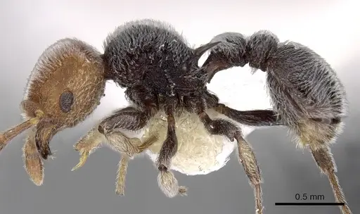 Tetramorium fulviceps specimen CASENT0280878 image casent0280878_3