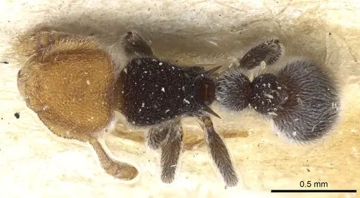 Tetramorium fulviceps specimen CASENT0904796 image casent0904796_1