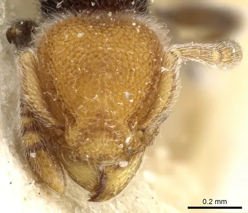 Tetramorium fulviceps specimen CASENT0904796 image casent0904796_2