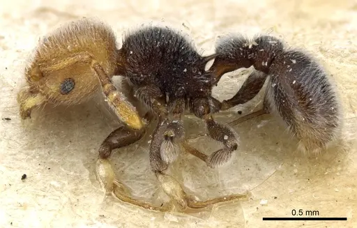 Tetramorium fulviceps specimen CASENT0904796 image casent0904796_3