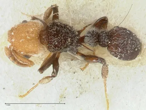 Tetramorium fulviceps specimen FOCOL2064 image focol2064_1