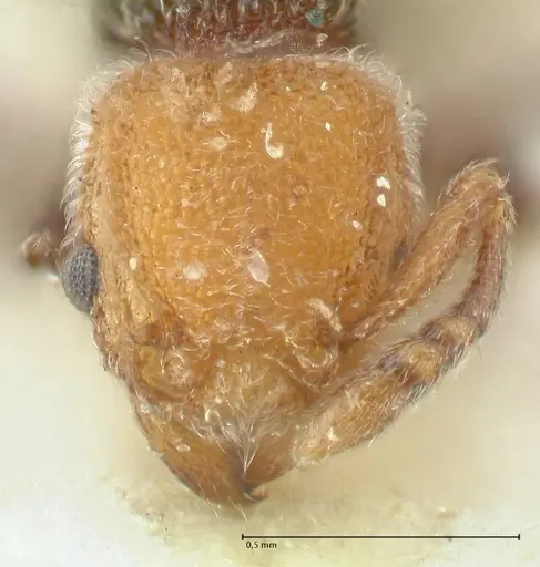 Tetramorium fulviceps specimen FOCOL2064 image focol2064_2