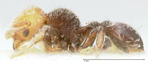 Tetramorium fulviceps specimen FOCOL2064 image focol2064_3