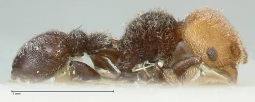 Tetramorium fulviceps specimen FOCOL2064 image focol2064_4