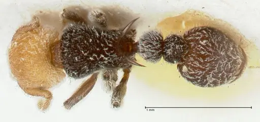 Tetramorium fulviceps specimen FOCOL2065 image focol2065_1