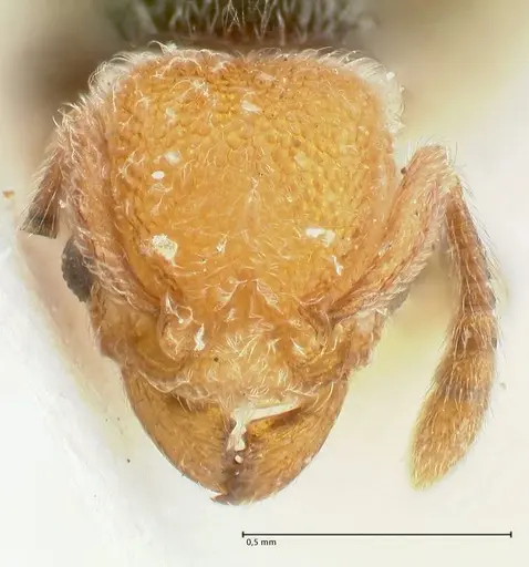 Tetramorium fulviceps specimen FOCOL2065 image focol2065_2