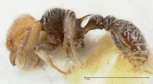 Tetramorium fulviceps specimen FOCOL2065 image focol2065_3