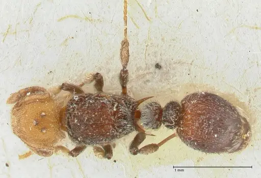 Tetramorium fulviceps specimen FOCOL2066 image focol2066_1