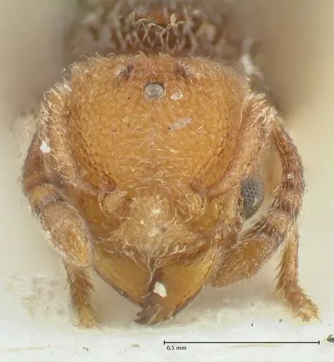 Tetramorium fulviceps specimen FOCOL2066 image focol2066_2