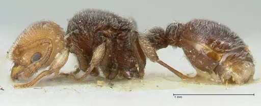 Tetramorium fulviceps specimen FOCOL2066 image focol2066_3
