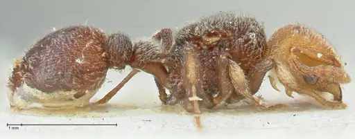 Tetramorium fulviceps specimen FOCOL2066 image focol2066_4