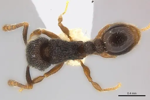 Tetramorium furtivum specimen CASENT0217072 image casent0217072_1