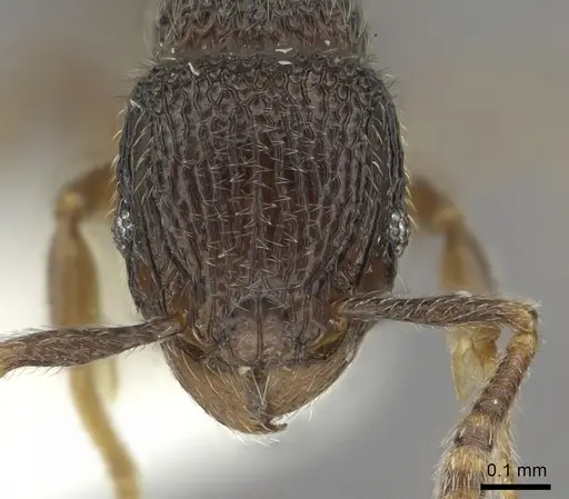 Tetramorium furtivum specimen CASENT0217072 image casent0217072_2