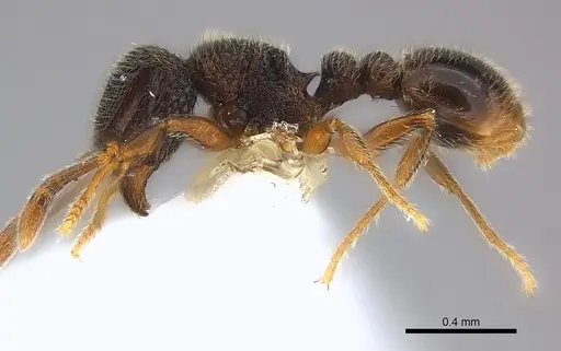 Tetramorium furtivum specimen CASENT0217072 image casent0217072_3