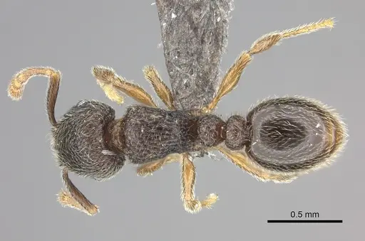 Tetramorium furtivum specimen CASENT0235775 image casent0235775_1