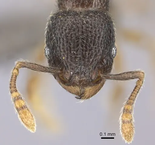 Tetramorium furtivum specimen CASENT0235775 image casent0235775_2