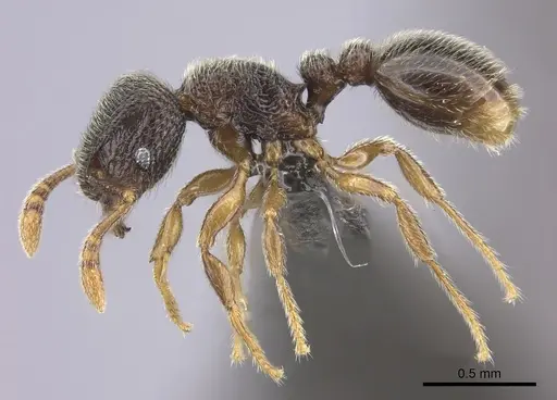 Tetramorium furtivum specimen CASENT0235775 image casent0235775_3