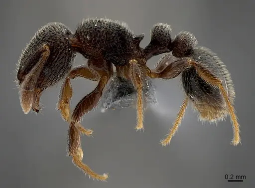 Tetramorium furtivum specimen CASENT0775231 image casent0775231_1