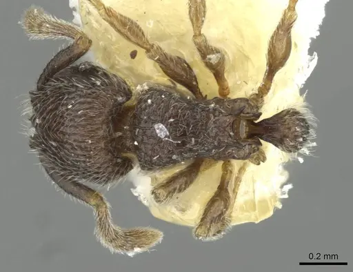 Tetramorium furtivum specimen CASENT0911250 image casent0911250_1