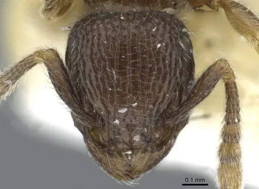 Tetramorium furtivum specimen CASENT0911250 image casent0911250_2