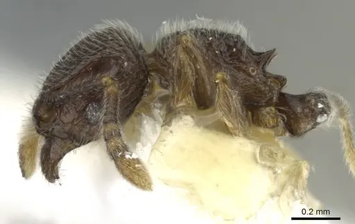 Tetramorium furtivum specimen CASENT0911250 image casent0911250_3