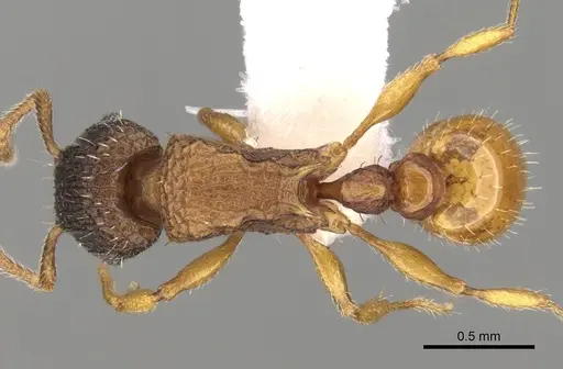 Tetramorium fuscipes specimen CASENT0280849 image casent0280849_1