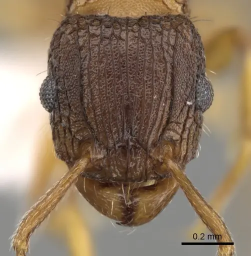 Tetramorium fuscipes specimen CASENT0280849 image casent0280849_2