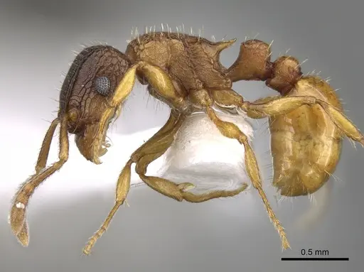 Tetramorium fuscipes specimen CASENT0280849 image casent0280849_3