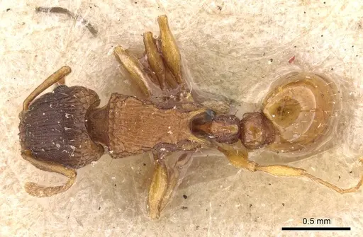 Tetramorium fuscipes specimen CASENT0909187 image casent0909187_1