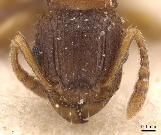 Tetramorium fuscipes specimen CASENT0909187 image casent0909187_2