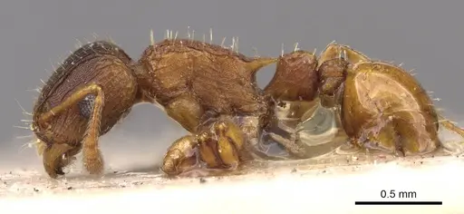 Tetramorium fuscipes specimen CASENT0909187 image casent0909187_3