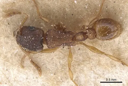 Tetramorium fuscipes specimen CASENT0915042 image casent0915042_1