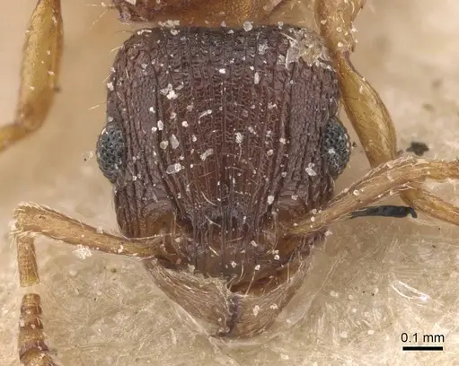 Tetramorium fuscipes specimen CASENT0915042 image casent0915042_2