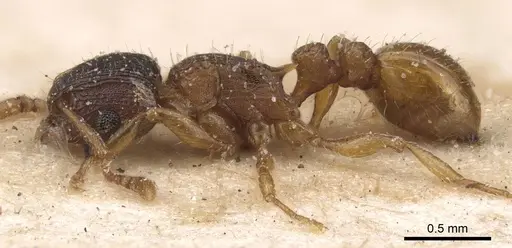 Tetramorium fuscipes specimen CASENT0915042 image casent0915042_3