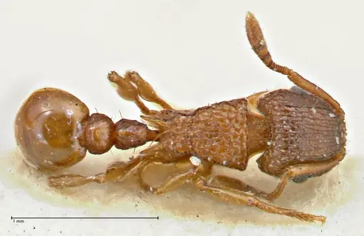 Tetramorium fuscipes specimen FOCOL2840-1 image focol2840-1_1