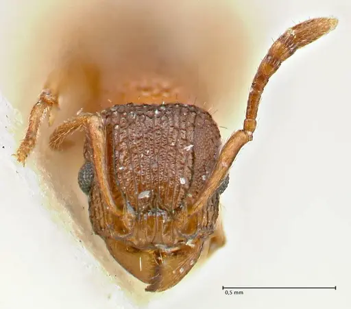Tetramorium fuscipes specimen FOCOL2840-1 image focol2840-1_2