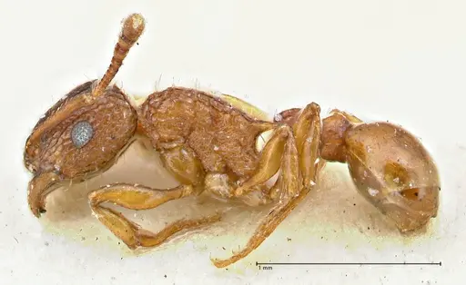 Tetramorium fuscipes specimen FOCOL2840-1 image focol2840-1_3